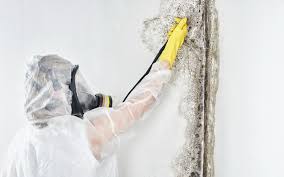 Reliable North Randall, OH Mold Removal Solutions